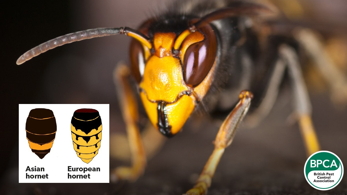 Yellow-legged hornets in the UK comparison to European Hornets and their colourings Yellow-legged hornets in the UK comparison to European Hornets and their colourings
